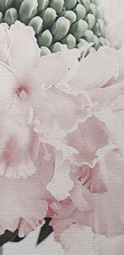 Delicate petals in soft hues