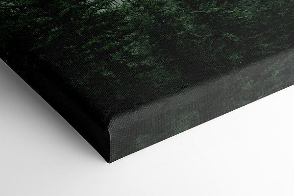 Forest with fog and clouds