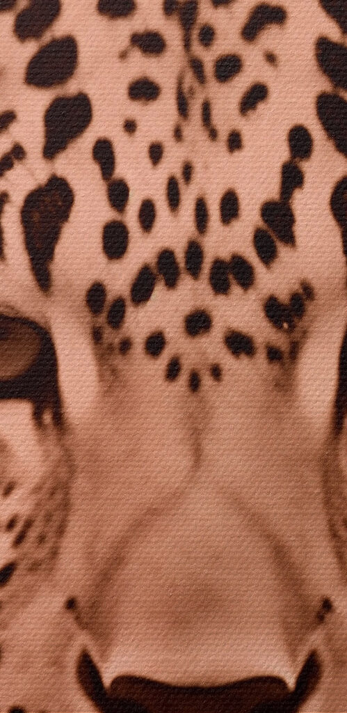 Majestic leopard in soft tones