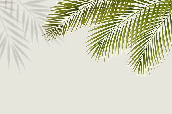 Green leaves on a white background Green leaves on a white background