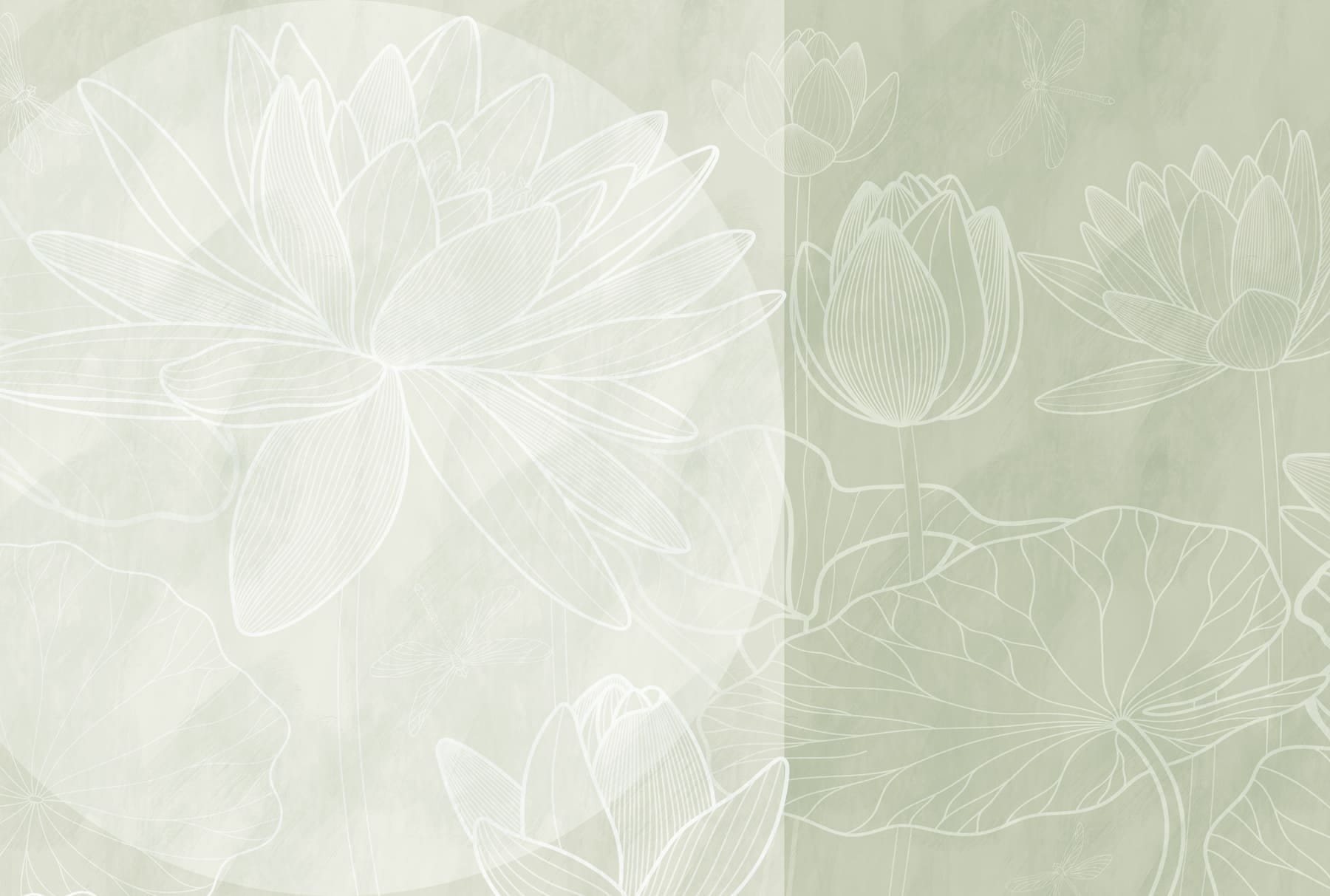 Soft outlines of tranquil water lilies Soft outlines of tranquil water lilies