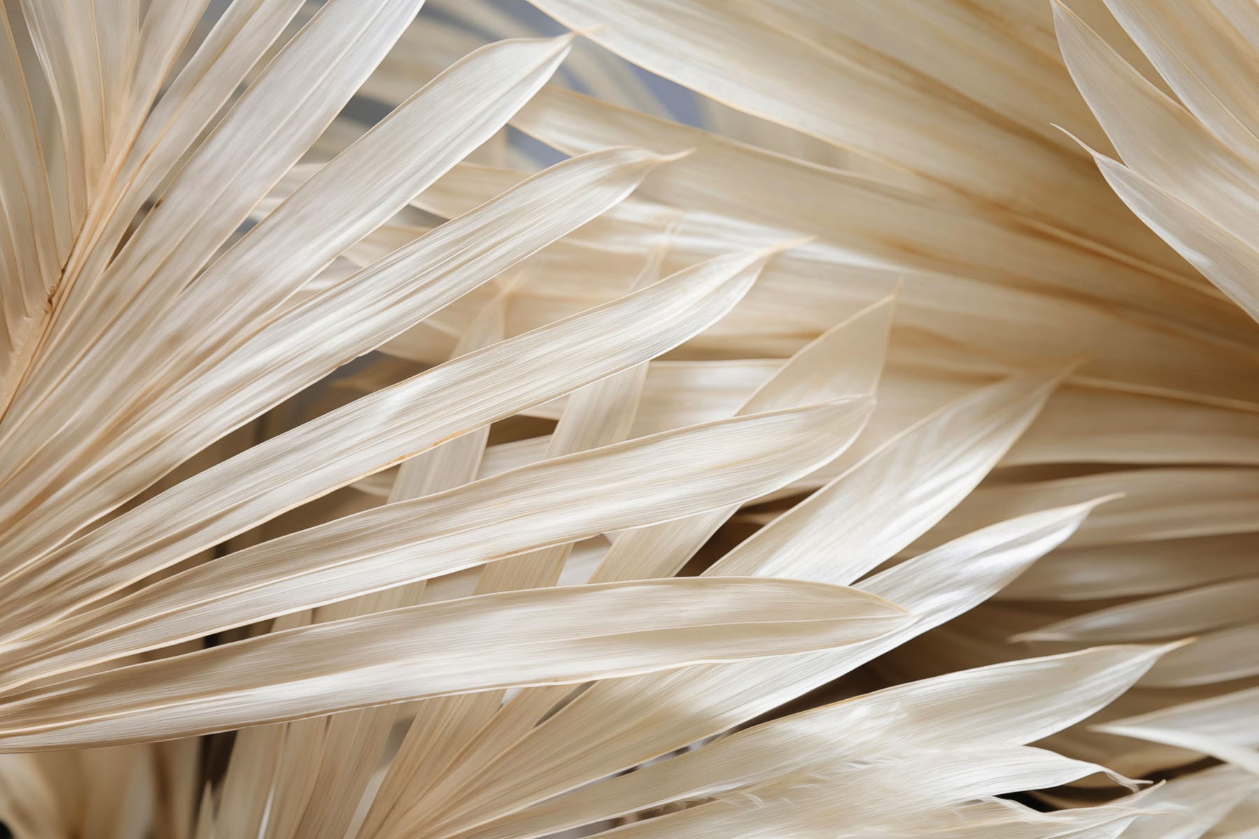 Soft, flowing palm leaves arrangement