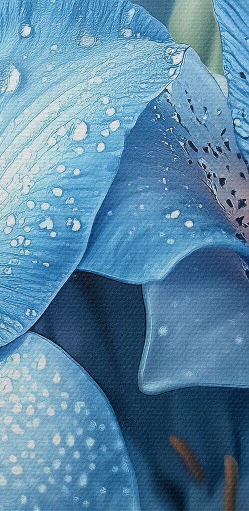 Delicate petals kissed by rain Delicate petals kissed by rain