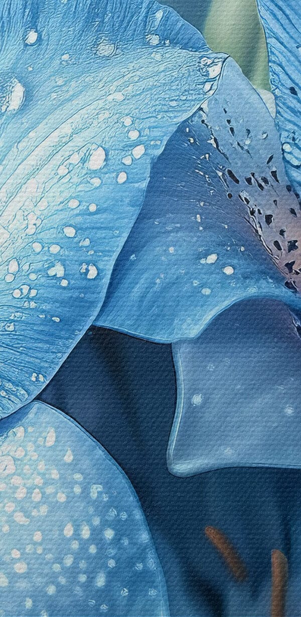 Delicate petals kissed by rain Delicate petals kissed by rain