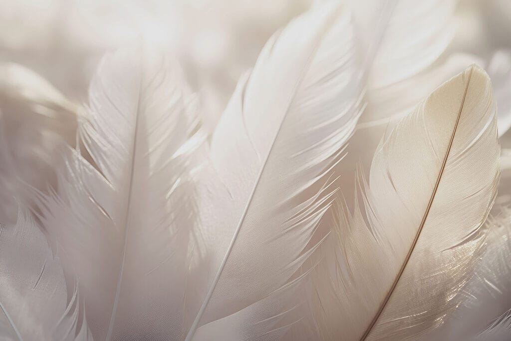 Soft elegance of delicate feathers