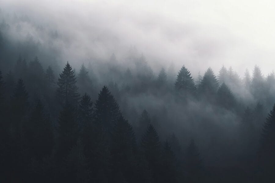Foggy forest with trees Foggy forest with trees
