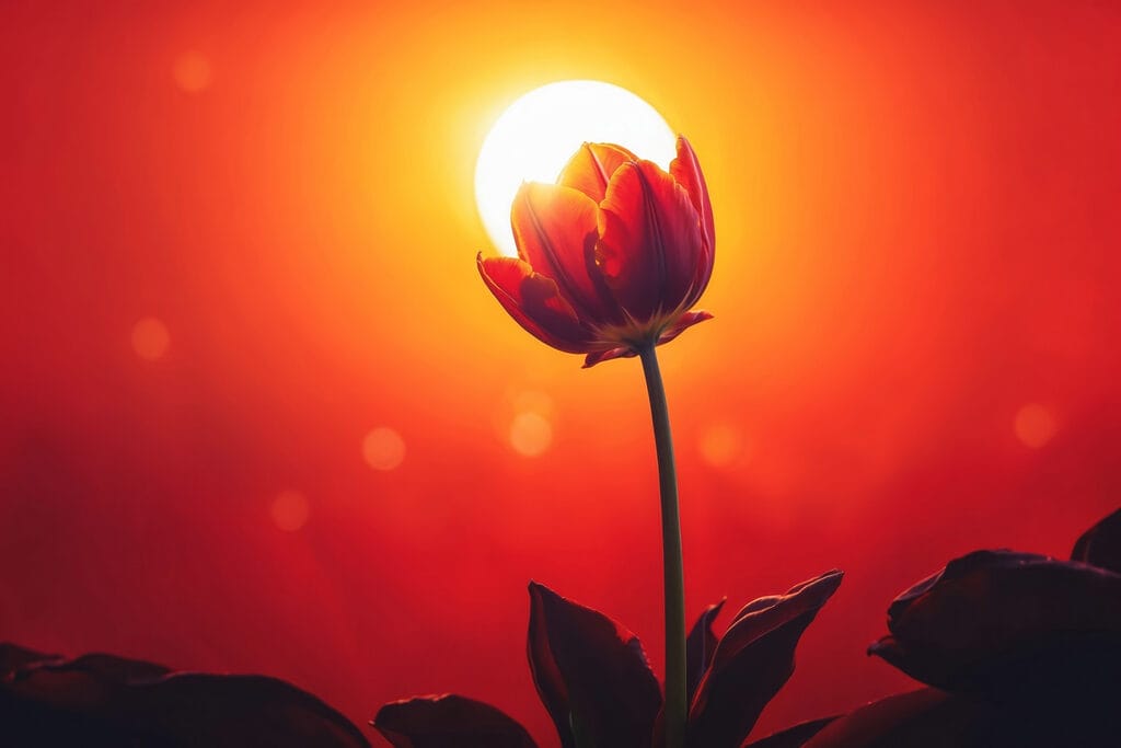 Red tulip with the sun behind it Red tulip with the sun behind it