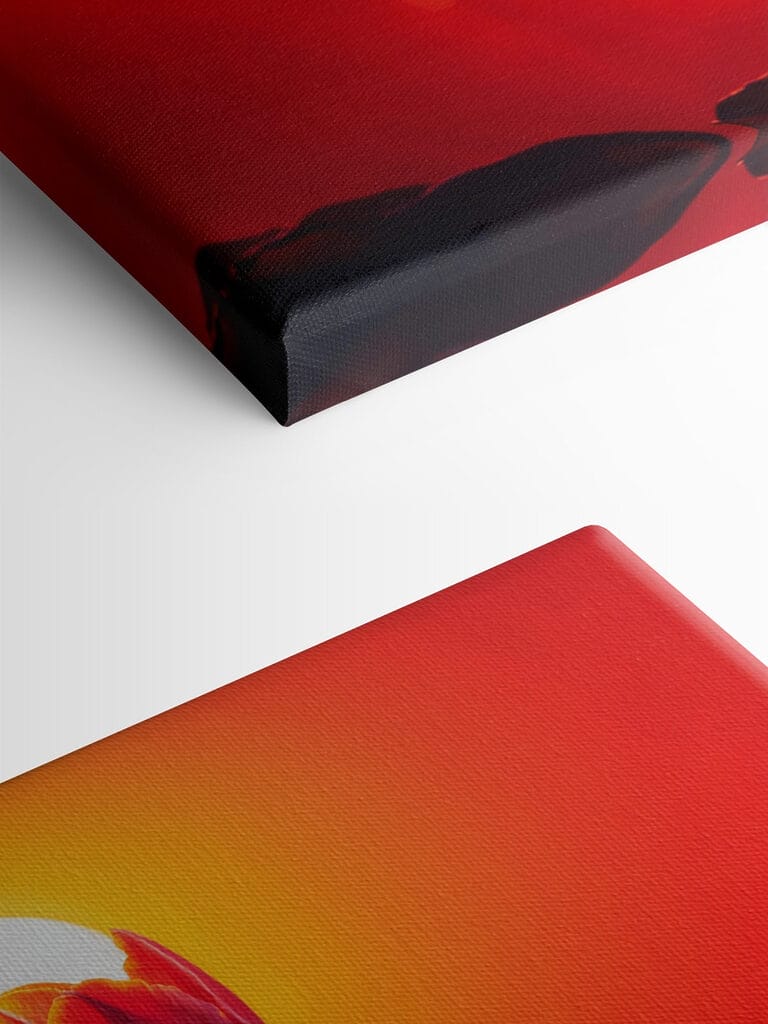 Red tulip with the sun behind it Red tulip with the sun behind it