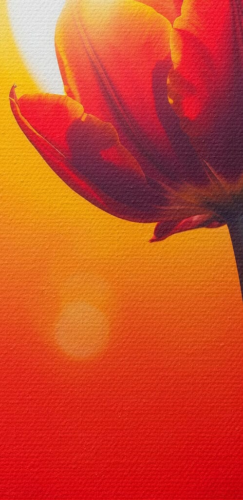 Red tulip with the sun behind it Red tulip with the sun behind it