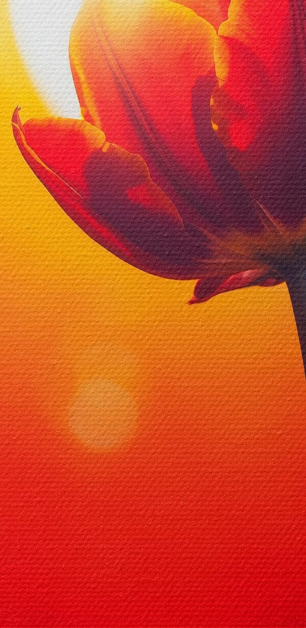 Red tulip with the sun behind it Red tulip with the sun behind it