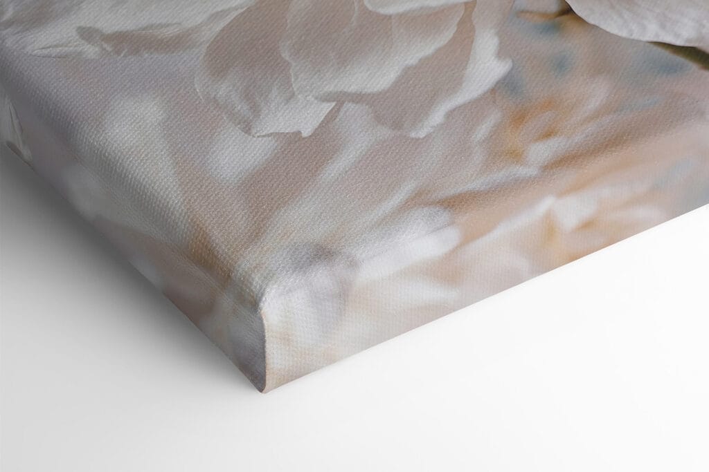 Delicate petals, nature's soft touch