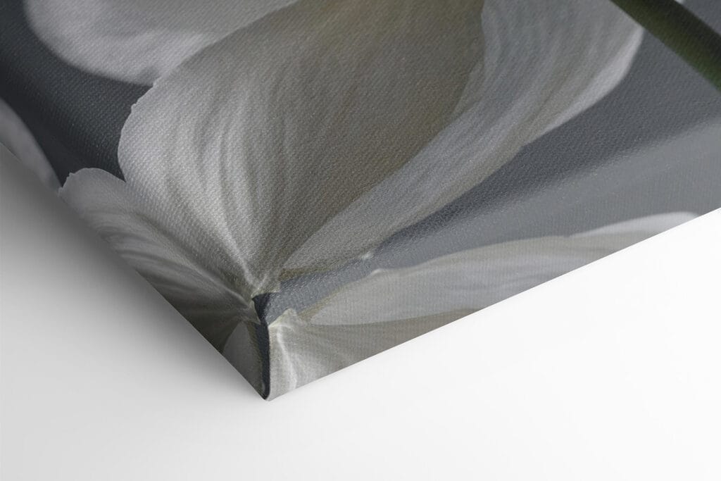 Delicate petals in soft hues