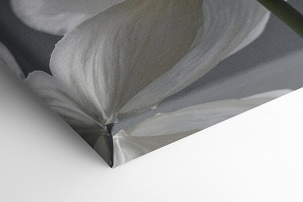 Delicate petals in soft hues