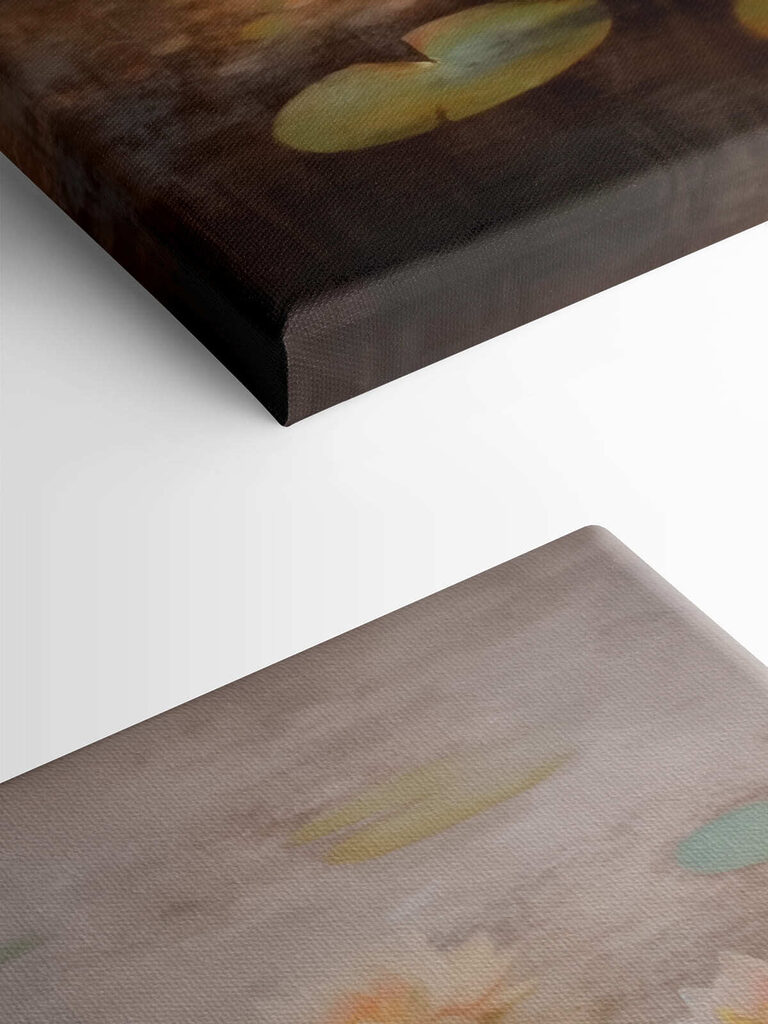 Water lily flowers and lily pads