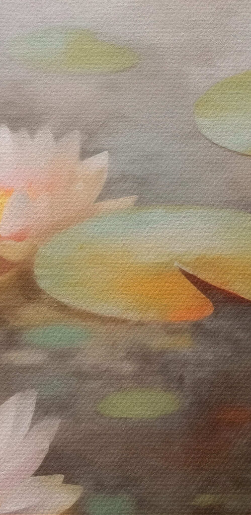 Water lily flowers and lily pads