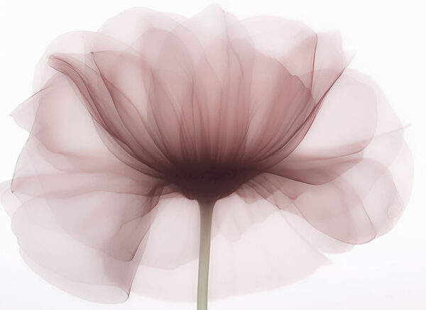 Flower with a transparent flower