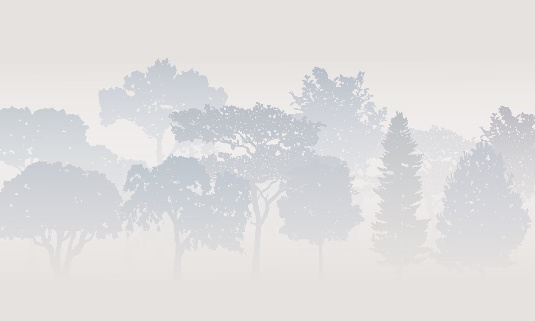 Group of trees in fog Group of trees in fog
