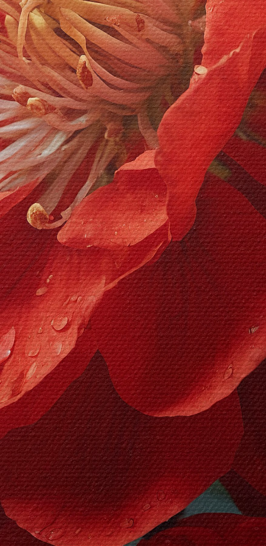 Vibrant bloom with delicate water droplets Vibrant bloom with delicate water droplets