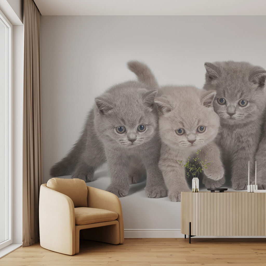 Group of kittens standing together Group of kittens standing together