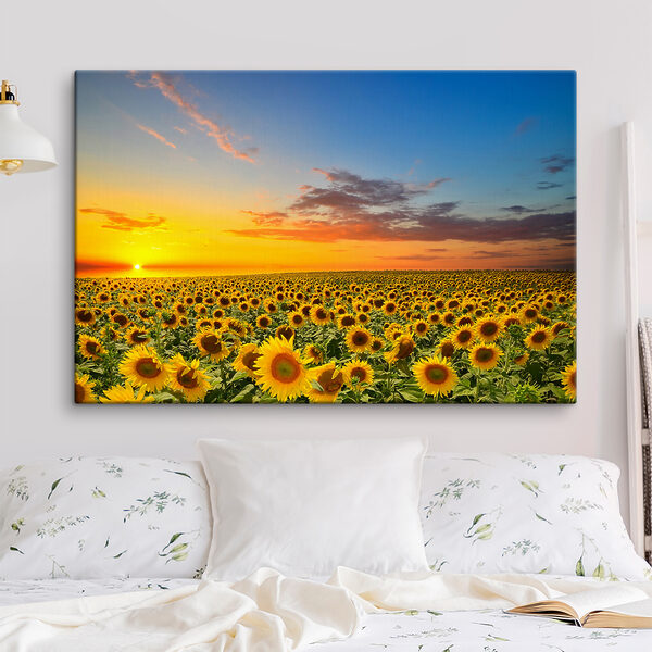 A field of sunflowers at sunset A field of sunflowers at sunset
