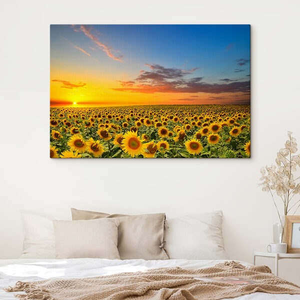 A field of sunflowers at sunset A field of sunflowers at sunset