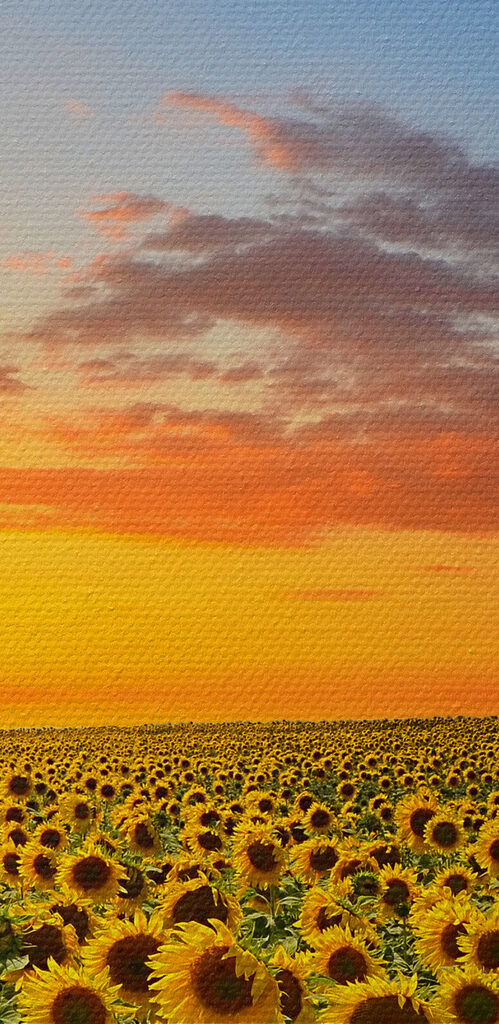 A field of sunflowers at sunset A field of sunflowers at sunset