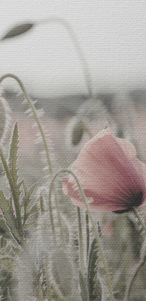 A field of pink flowers A field of pink flowers
