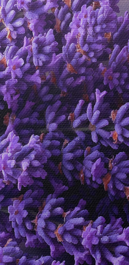A bunch of purple flowers A bunch of purple flowers