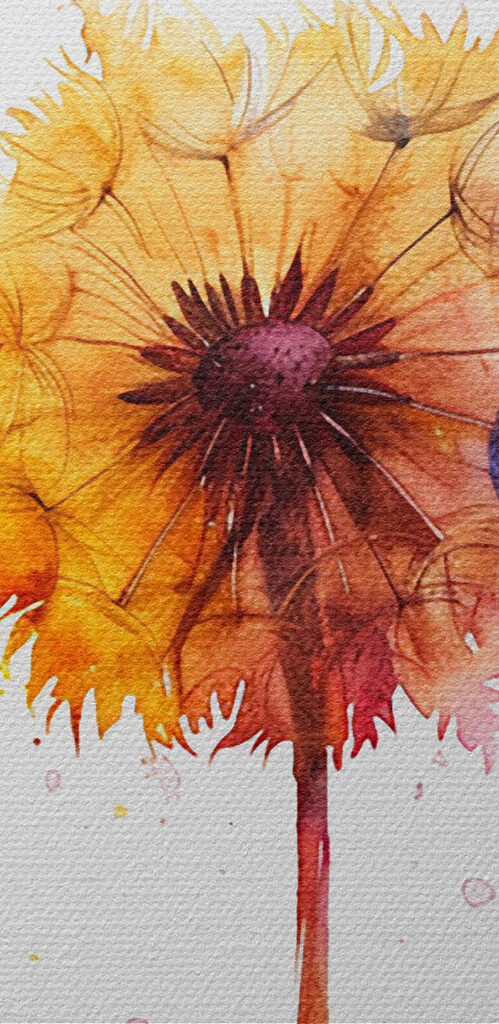 A group of colorful dandelions