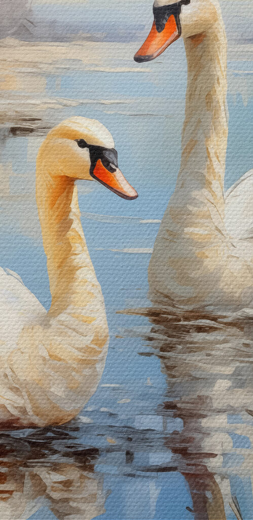 Two swans in a lake