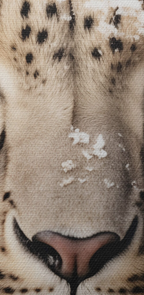 Snow leopard with snow on its head Snow leopard with snow on its head