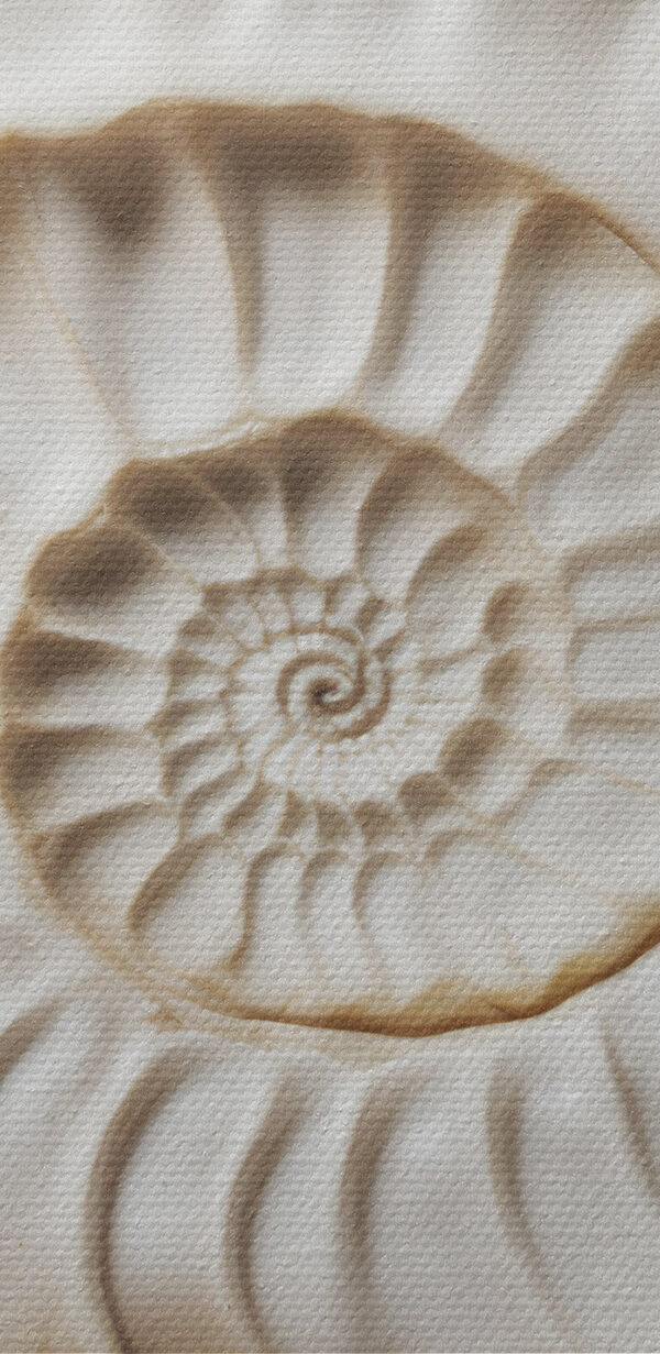 Elegant spiral shell pattern displayed beautifully Elegant spiral shell pattern displayed beautifully