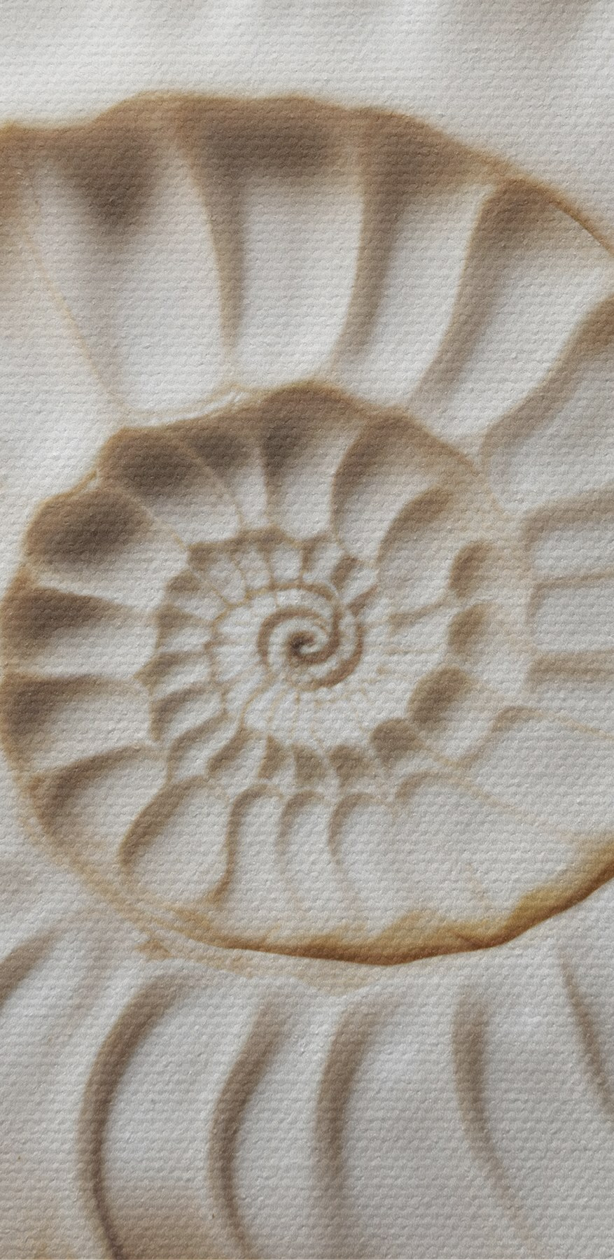 Elegant spiral shell pattern displayed beautifully Elegant spiral shell pattern displayed beautifully