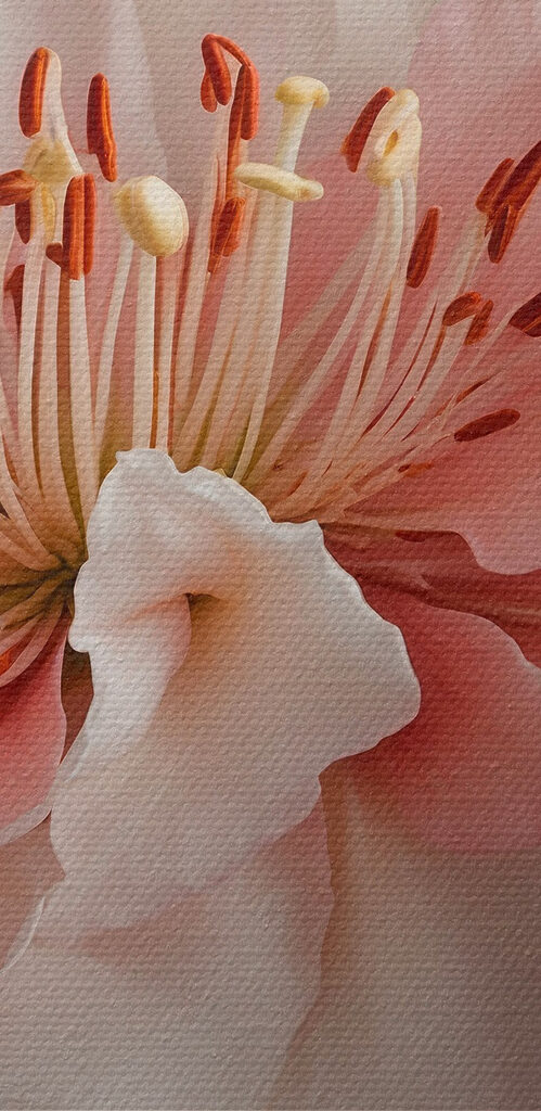 Delicate petals in soft hues