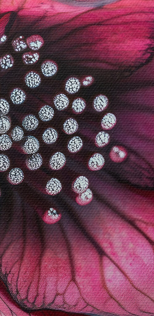 Delicate petals in vivid hues