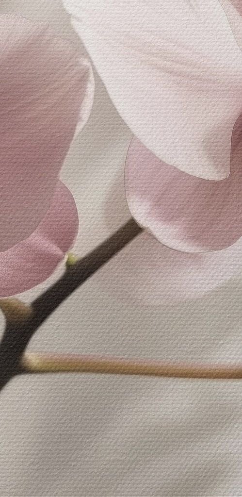 Delicate blossoms in soft hues