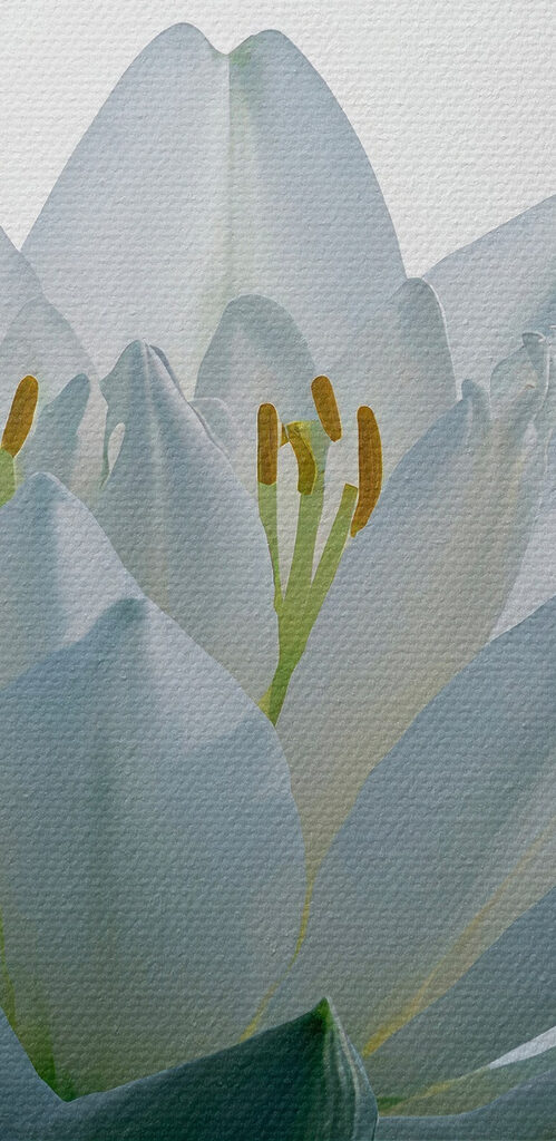 White flower in water