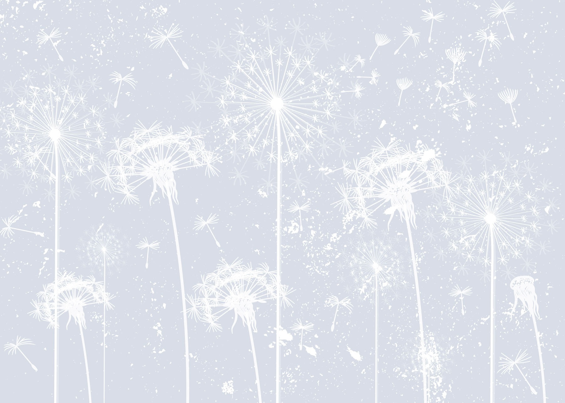 White dandelion flowers