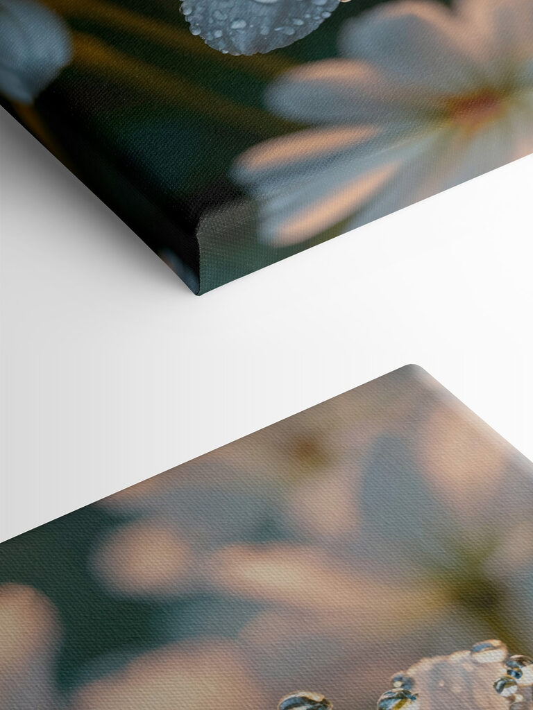 Delicate petals adorned with droplets Delicate petals adorned with droplets