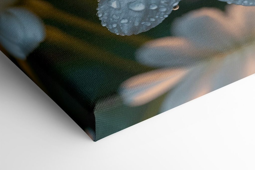 Delicate petals adorned with droplets Delicate petals adorned with droplets