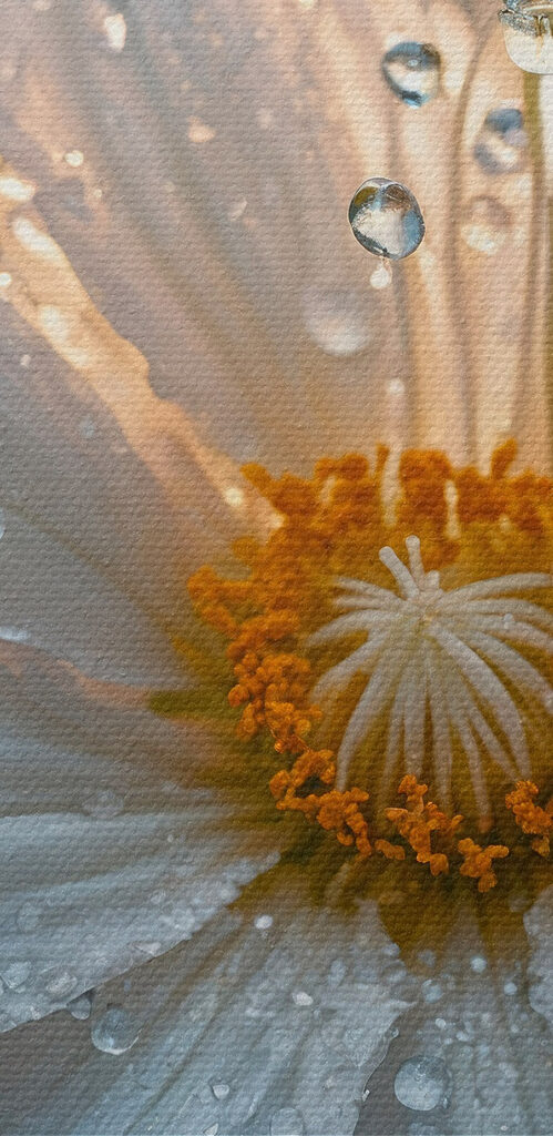 Delicate petals adorned with droplets Delicate petals adorned with droplets