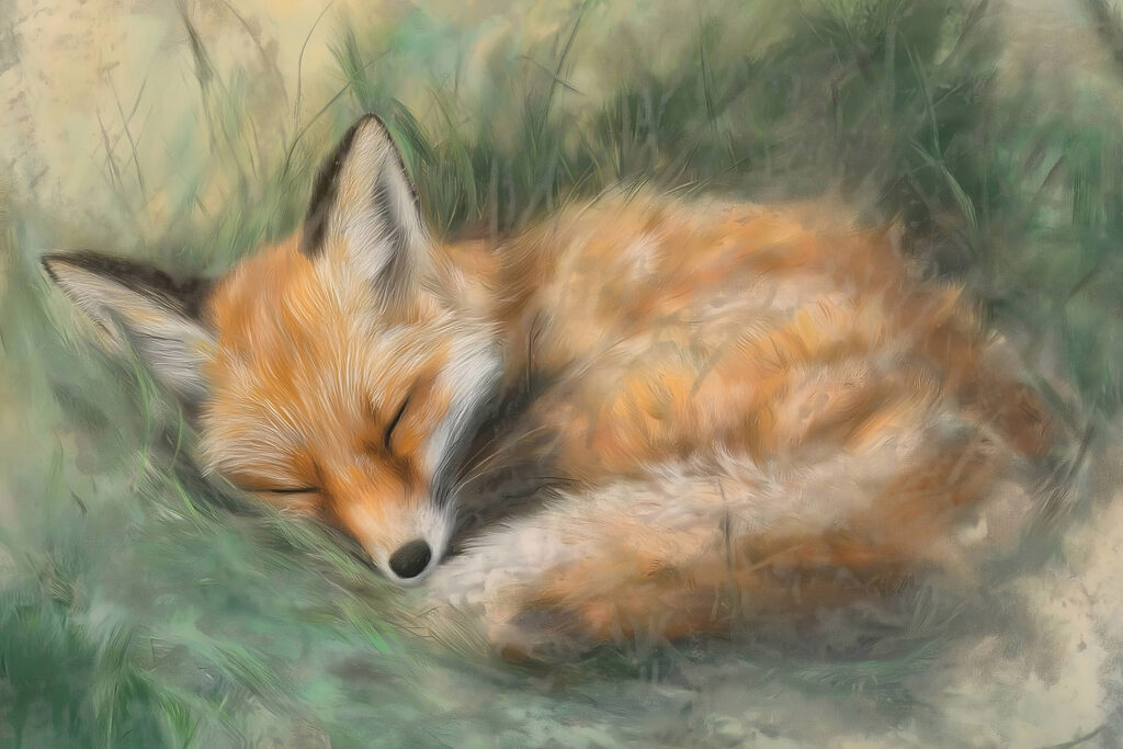 Fox sleeping in the grass Fox sleeping in the grass