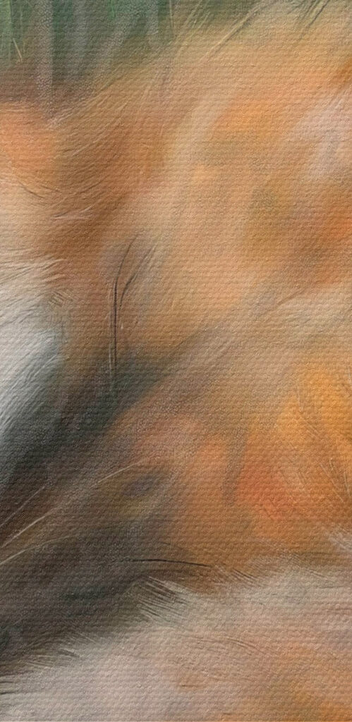 Fox sleeping in the grass Fox sleeping in the grass