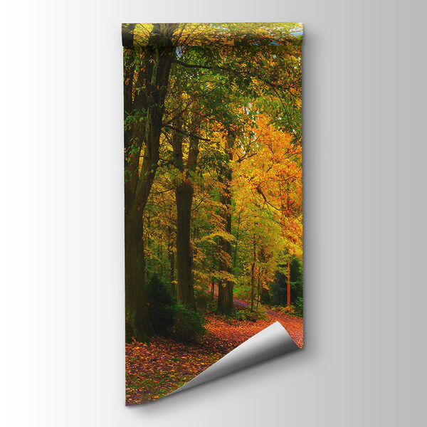 Path with trees and leaves on it