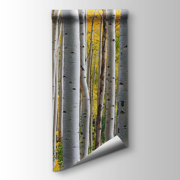 Group of white trees with yellow leaves