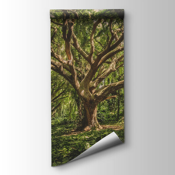 Large tree in a forest