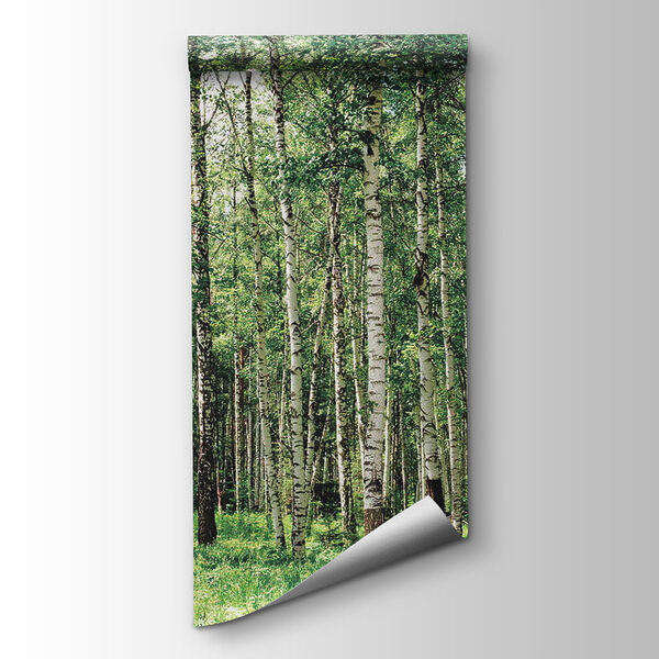 Group of trees in a forest Group of trees in a forest