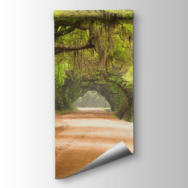 Dirt road with trees and mossy branches Dirt road with trees and mossy branches