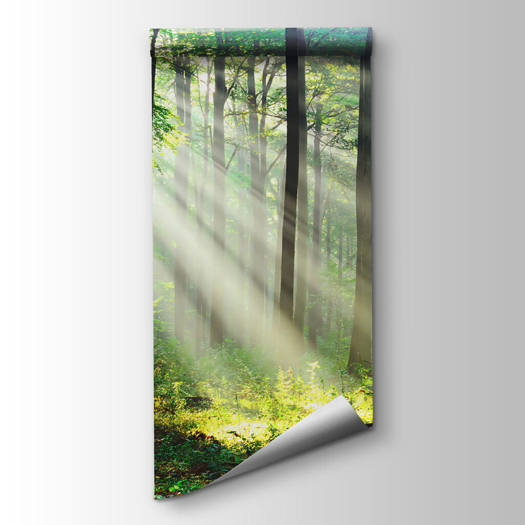 Sunlight shining through trees Sunlight shining through trees