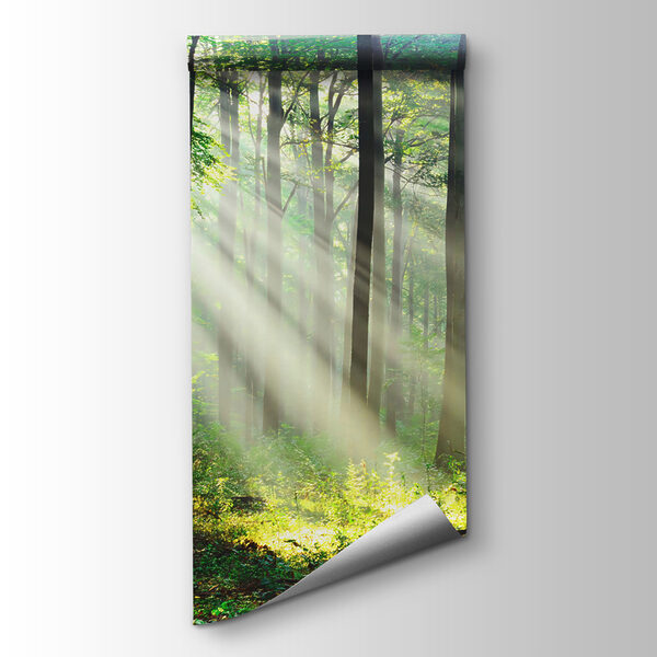 Sunlight shining through trees Sunlight shining through trees